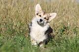 CORGI PEMBROKE 693